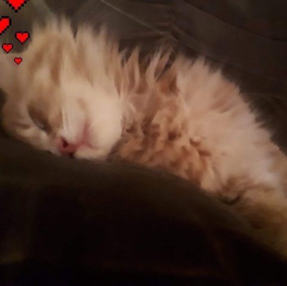 Meet your Posher, Cindy - Picture 1 of 1